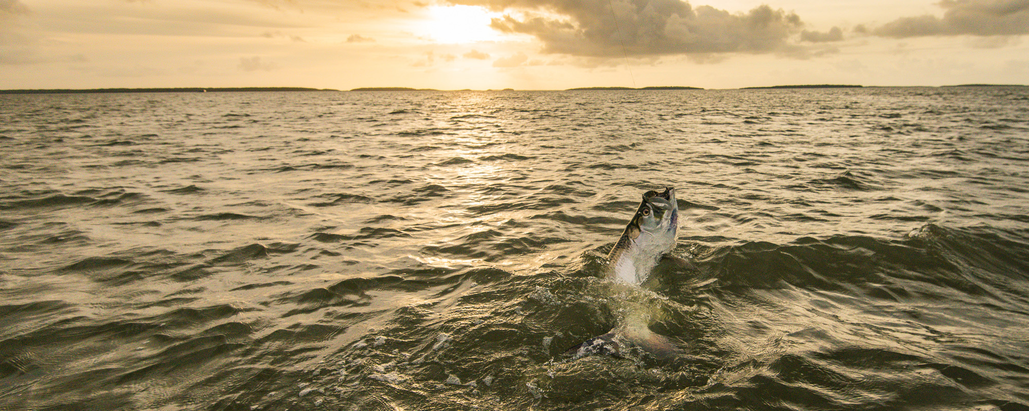 large tarpon jumping out of the water. Golden sunset in the background